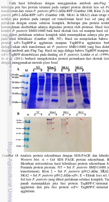 Gambar 18 Analisis protein rekombinan dengan SDS-PAGE dan hibridisasi  
