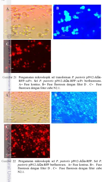 Gambar 21  Pengamatan mikroskopik sel transforman P. pastoris pJ912-AGα-