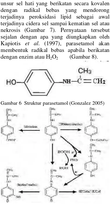 Gambar 6  Struktur parasetamol (Gonzalez 2005)       