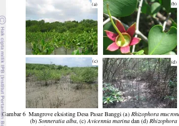 Gambar 6  Mangrove eksisting Desa Pasar Banggi (a) Rhizophora mucronata,  