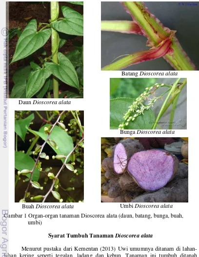 Gambar 1 Organ-organ tanaman Dioscorea alata (daun, batang, bunga, buah, 
