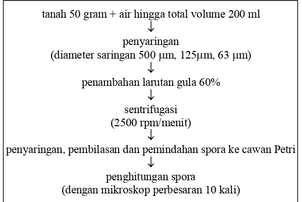 Gambar 3 Prosedur isolasi dan penghitungan jumlah spora 