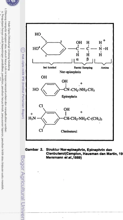 Gambar 2. Struktur Norepinephrin, Epinephdn dan 
