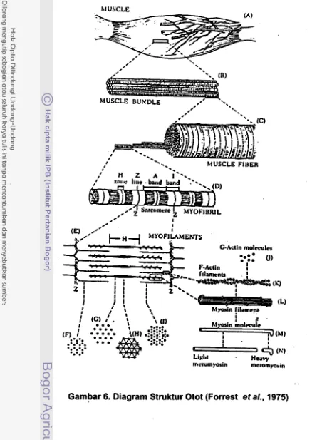 Gambar 6. Diagram Struktur Otot (Forrest et a/., 1975) 