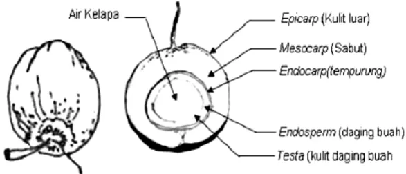 Gambar 1. Susunan buah kelapa 