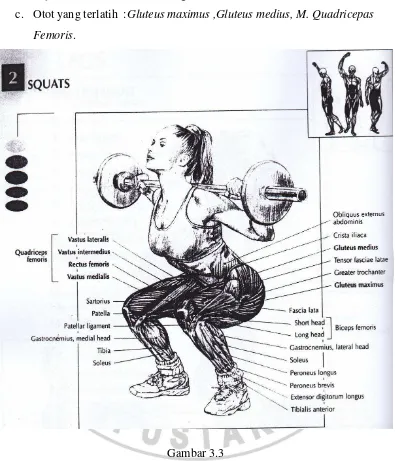 Gambar 3.3 Squat dalam Strength Training Anatomy (Frederic Delavier, 80) 