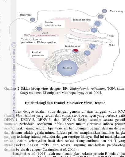 Gambar 2 Siklus hidup virus dengue. ER, Endoplasmic reticulum; TGN, trans-