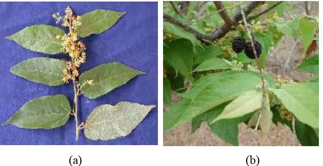Gambar 1 Guazuma ulmifolia Lamk, (a) daun dan bunga dan (b) buah. Sumber : www.acguanacaste.ac.id.