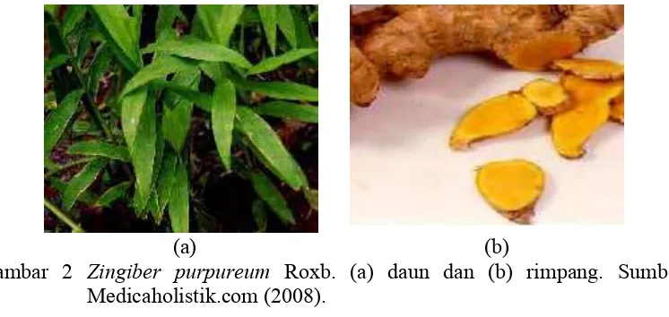 Gambar 2 Zingiber purpureum Roxb. (a) daun dan (b) rimpang. Sumber: 