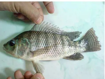 Gambar 1. Ikan mujair yang digunakan pada saat Penelitian 