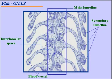 Gambar 3. Histologi Normal Insang Ikan bagian 1.  (www.ehu.es/europeanclass2003/Image45.gif) 