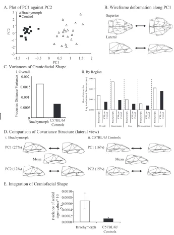 FIG. 3. Comparisons of adult brachymorphdays of age. (A) PCA plot comparing the two groups