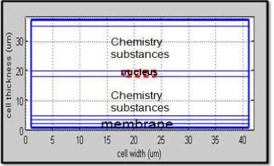 Figure 2 (a): cell structure and partition �