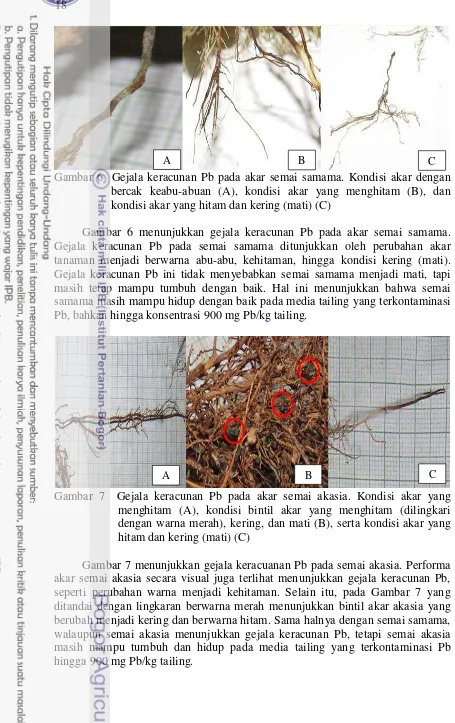 Gambar 6  Gejala keracunan Pb pada akar semai samama. Kondisi akar dengan 