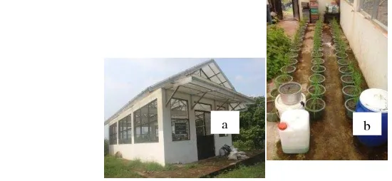 Gambar 1 Rumah kaca di Leuwikopo (a) dan tanaman bawang merah (b) 