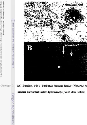 Gambar 2. (A) Partikel PStV berbetuk batang lentur (fi'exious rad) dan (B) badan 
