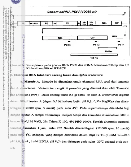 Gambar 6. Posisi primer pada genom RNA PStV dan cDNA berukuran 234 bp dan 1,2 