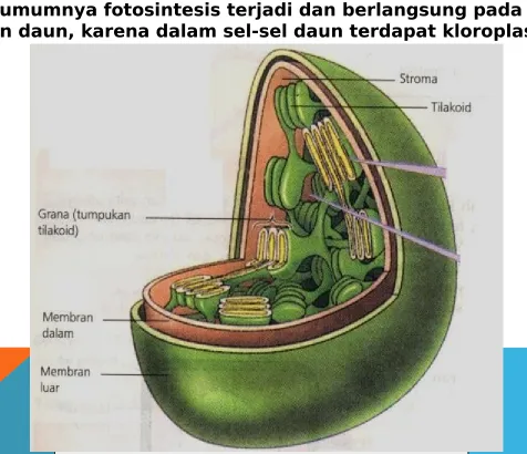 Gambar : Organel Kloroplas 