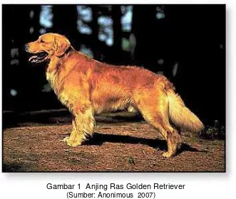 Gambar 1  Anjing Ras Golden Retriever 