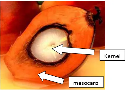Figure 1.1: Cross-section of palm oil fruit 