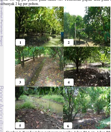 Gambar 4  Kondisi lahan pertanaman jambu, lahan P1A (1), lahan P2A (2),                    lahan  TPA(3), lahan P1B (4), lahan P2B (5), dan lahan TPB (6) 