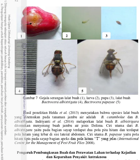 Gambar 7  Gejala serangan lalat buah (1), larva (2), pupa (3), lalat buah 