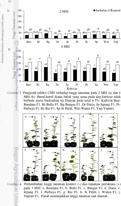 Gambar 4  Pertumbuhan tinggi tanaman kontrol (-) dan tanaman perlakuan (+) pada 3 MSI