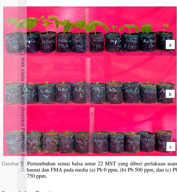 Gambar  2    Pertumbuhan  semai  balsa  umur  22  MST  yang  diberi  perlakuan  asam  humat dan FMA pada media (a) Pb 0 ppm, (b) Pb 500 ppm, dan (c) Pb  750 ppm