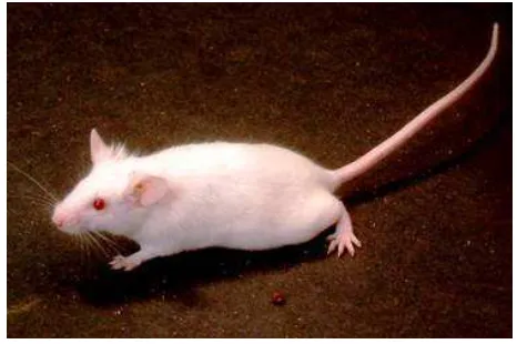 Gambar 2 Mus musculus albinus di laboratorium sebagai hewan 