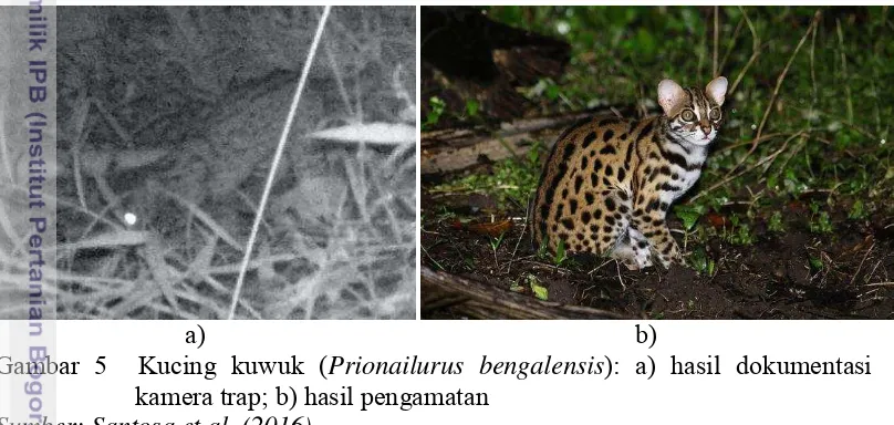 Gambar 5  Kucing kuwuk (Prionailurus bengalensis): a) hasil dokumentasi 