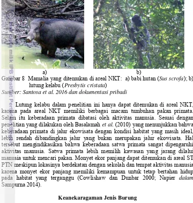 Gambar 8  Mamalia yang ditemukan di areal NKT:  a) babi hutan (Sus scrofa); b) 