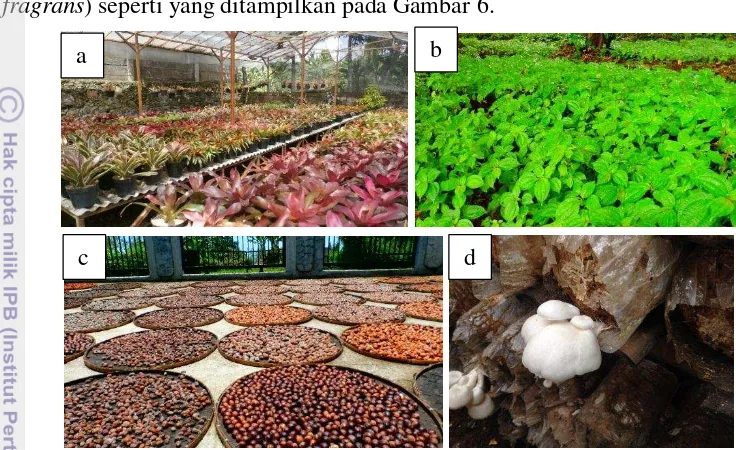 Gambar 6 Vegetasi: (a) Bromelia, (b) poh-pohan, (c) pala, (d) jamur tiram  