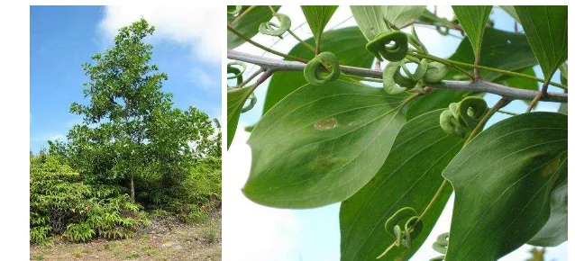 Gambar 1: Pohon mangium (kanan), buah dan daun mangium (kiri)  