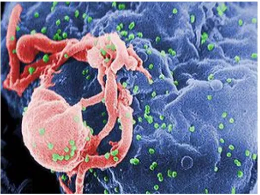 Gambar 2.3 Virus Penyebab HIV/AIDS 