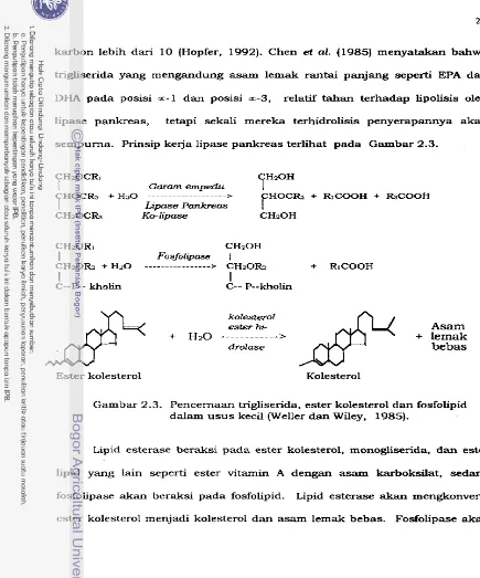 Gambar 2.3. Pencemaan trigliserida, ester kolesterol dan fosfolipid 