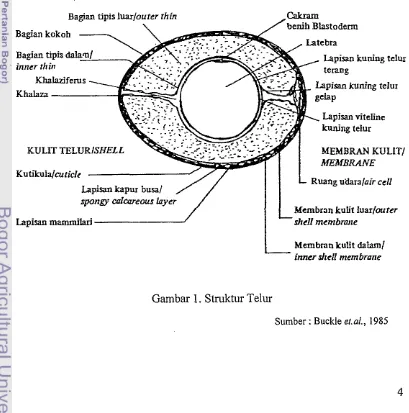 Gambar 1. Struktur Telur 