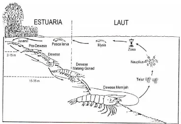 Gambar 4. Daur hidup Udang Kelong (Penaeus merguiensis) (Stewart, 2005). 