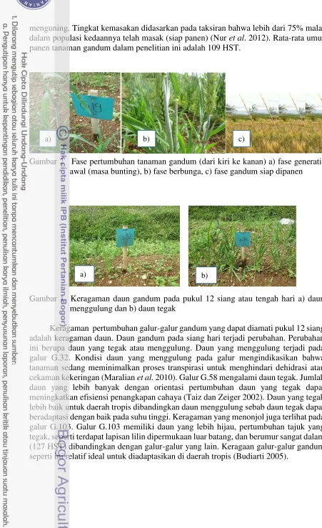 Gambar 2   Fase pertumbuhan tanaman gandum (dari kiri ke kanan) a) fase generatif 