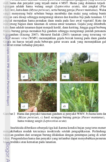 Gambar 2   Hama dan penyakit tanaman gandum a) penyakit WMV, b) hama kutu daun  