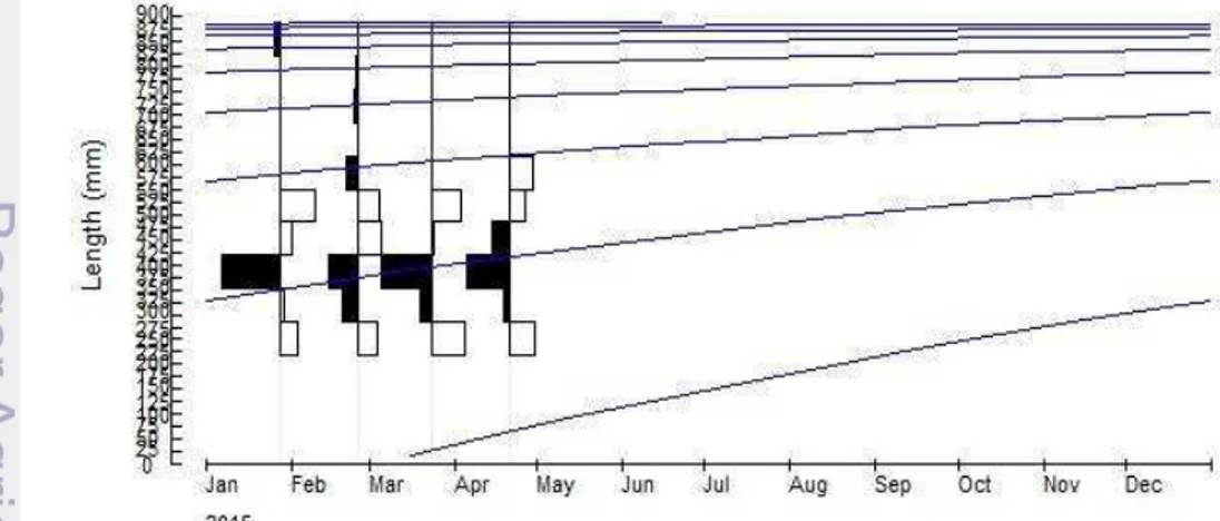 Gambar 5Sebaran frekuensi ikan kakap merah dengan program ELEFAN  Ukuran ikan kakap merah yang dominan tertangkap adalah ukuran 352-418  mm