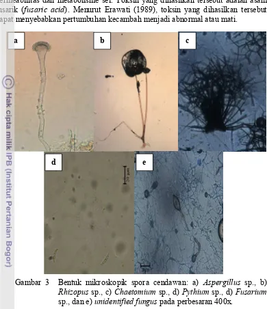 Gambar 3  Bentuk mikroskopik spora cendawan: a) Aspergillus sp., b) 