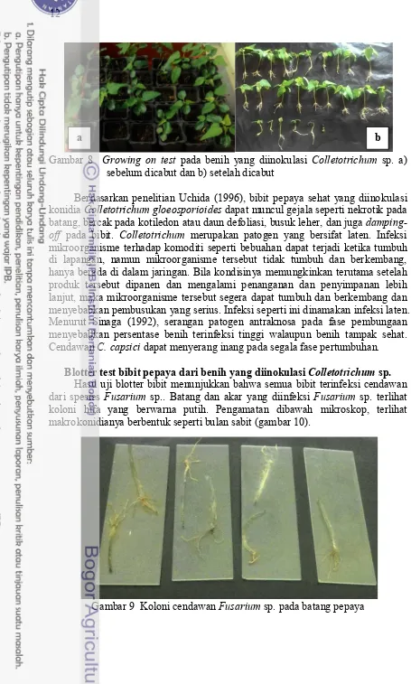 Gambar 8  Growing on test pada benih yang diinokulasi Colletotrichum sp. a) 
