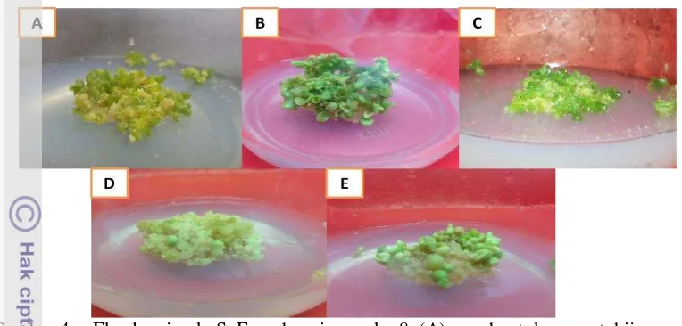 Gambar 5 Embriogenesis somatik dari kalus embriogenik jeruk SoE pada minggu ke-8 