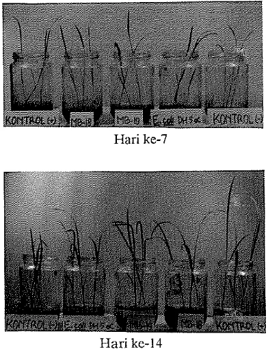 Gambar 2. Profil pcrtumbuhan tanmnan padi yang ditanam pacta media tanam lumpur sawah pada hari kc-7, kc-14 dan ke-21 setelah inokulasi