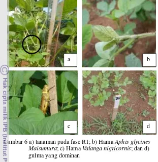 Gambar 6 a) tanaman pada fase R1; b) Hama Aphis glycines
