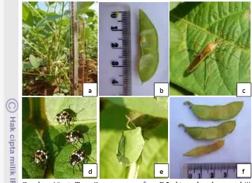Gambar 10 a) Tampilan tanaman fase R5, b) perkembangan bijifase R5, c) kepik polong, d) kepik hijau muda, e) kepik hijaudewasa dan f) polong yang terserang