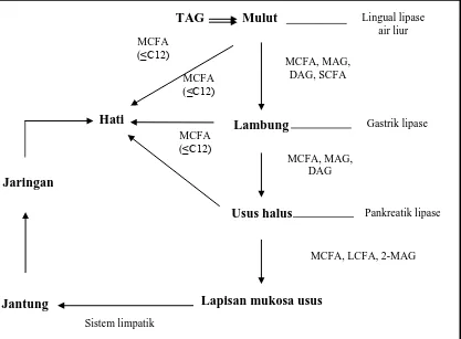 Gambar 2.4. Perbedaan Metabolisme MCT dan LCT 