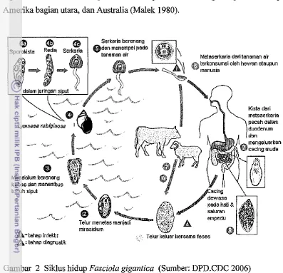 Gambar 2 Siklus hidup Fasciola gigantica (Sumber: DPD.CDC 2006) 