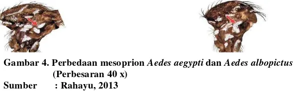 Gambar 4. Perbedaan mesoprion Aedes aegypti dan Aedes albopictus 
