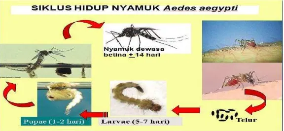 Gambar 6. Siklus hidup nyamuk Aedes aegyti Sumber   : Depkes, 2010 
